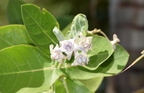 crown flower calotropis gigantea tayug eco park santa maria pangasinan 1280 7feb24