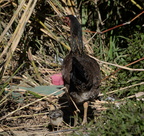 chicken malico pangasinan 1147 7feb24