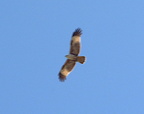 brahminy kite haliastur indus tayug eco park santa maria pangasinan 1225 7feb24zac