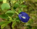 butterfly pea clitoria ternatea tayug eco park santa maria pangasinan 1304 7feb24