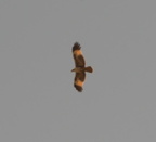 brahminy kite haliastur indus tayug eco park santa maria pangasinan 1214 7feb24zac