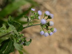 billy goat weed ageratum conyzoides malico pangasinan 1110 7feb24