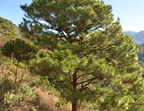 benguet pine pinus kesiya malico pangasinan 1072 7feb24