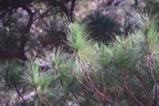 benguet pine pinus kesiya malico san nicolas pangasinan 1070 7feb24zac