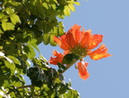 african tulip tree spathodea campanulata tayug eco park santa maria pangasinan 1289 7feb24