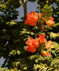 african tulip tree spathodea campanulata tayug eco park santa maria pangasinan 1279 7feb24