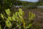 white flowered black mangrove lumnitzera racemosa agoo eco park la union 1430 8feb24