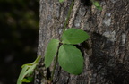 slender watervine cayratia trifolia agoo eco park la union 1434 8feb24