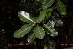 tamanu calophyllum inophyllum agoo eco park la union 1443 8feb24