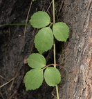 slender watervine cayratia trifolia agoo eco park la union 1416 8feb24