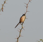 long tailed shrike lanius schach bonuan tondaligan 1364 8feb24