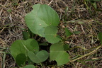 railroadvine Ipomoea pes-caprae agoo eco park la union 1436 8feb24