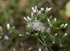 little ironweed cyanthillium cinereum agoo eco park la union 1421 8feb24