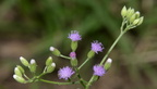 little ironweed cyanthillium cinereum agoo eco park la union 1424 8feb24