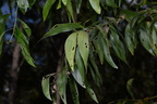 darwin black wattle acacia auriculiformis agoo eco park la union 1431 8feb24