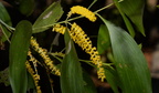 darwin black wattle acacia auriculiformis agoo eco park la union 1450 8feb24