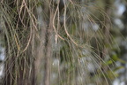 beach sheoak casuarina equisetifolia agoo eco park la union 1410 8feb24