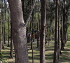 beach sheoak casuarina equisetifolia agoo eco park la union 1411 8feb24