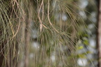 beach sheoak casuarina equisetifolia agoo eco park la union 1409 8feb24