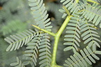 algarroba bean prosopis juliflora bonuan tondaligan 1402 8feb24