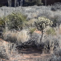 cactus snow canyon 31dec15b