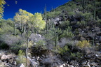 sabino canyon 30dec17zac