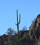 saguaro sabino canyon 30dec17p