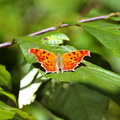 comma butterfly cub run 30sep18zac