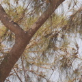 agoho pine casuarina equisetifolia paoay sand dunes 22may19