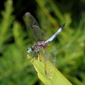 dragonfly kenilworth 20jul19zbc