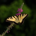 male tiger swallowtail papilio glaucus kenilworth 20jul19zac