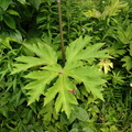 cow parsnip heracleum lanatum leaf grant park 6jul19zac