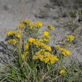 unknown flower head-smashed-in-buffalo-jump 1sep19b