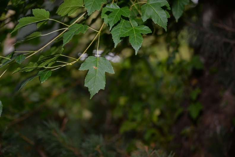 unknown_tree_whistler_3655_8sep19.jpg