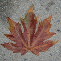 big leaf maple acer macrophylium shannon falls 3712 9sep19zac