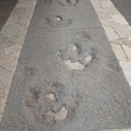 dinosaur footprints victoria museum 4163 10sep19