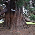 sequoia_legislative_grounds_victoria_4141_10sep19.jpg