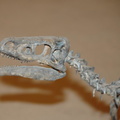 ornitholestes hermanni drumheller 1651 31aug19zac