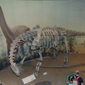 camarasaurus drumheller 1636 31aug19zac