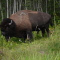 buffalo 1352 elk island 29aug19