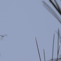 winter crane fly trichocera garretti farm 7973 21dec19