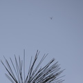 winter_crane_fly_trichocera_garretti_farm_7975_21dec19b.jpg