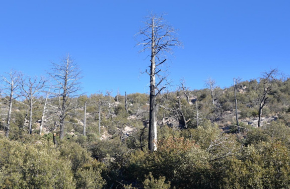 unknown tree echo canyon trail 2338 chiricahua 20dec18