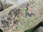 lichen granite acadia