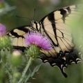 tiger swallowtail papilio glaucus bears den 9652 30jul20