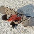 dead spotted lanternfly lycorma delicatula longwood gardens 1073 23sep20