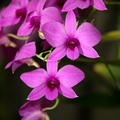 orchid_longwood_gardens_0965_23sep20zac.jpg