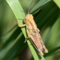 grasshopper_skyline_drive_9461_29jul20.jpg