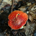 mushroom burke lake 9809 1aug20zac
