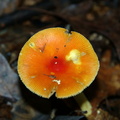 mushroom burke lake 9816 1aug20zac